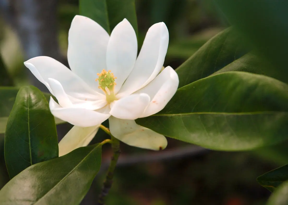 Magnolia virginiana 'Sweetbay' Magnolia virginiana 'Sweetbay'