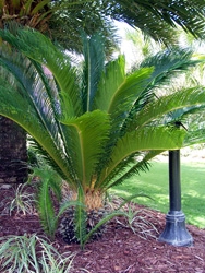 Sago Palm Tree Sago Palm Tree