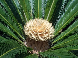 Sago Palm Tree Sago Palm Tree