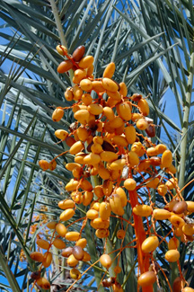 Sylvester Palm Tree