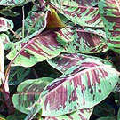 Rojo (Blood Leaf) Banana Plant