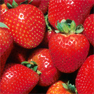 Strawberry Plants