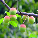 Ume Apricot Trees