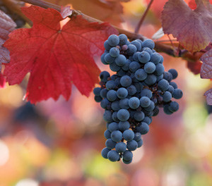 Black Monukka Bunch Grape Vine