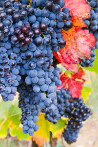 Black Monukka Bunch Grape Vine