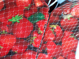Seascape Strawberry Plant