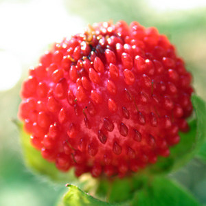 Sweet Charlie Strawberry Plant
