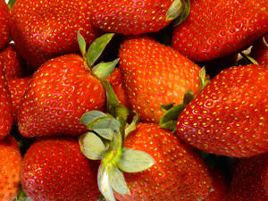Sweet Charlie Strawberry Plant