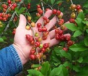 Georgia Red Mayhaw Tree