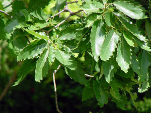 Georgia Native Chinquapin Tree