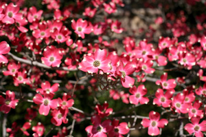 Cornus florida 'Indian Chief' Red Dogwood