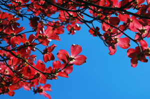 Cornus florida 'Indian Chief' Red Dogwood