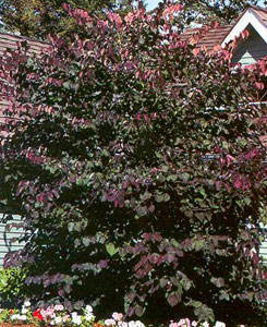 Cercis canadensis 'Forest Pansy' Redbud