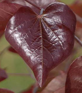 Cercis canadensis 'Forest Pansy' Redbud