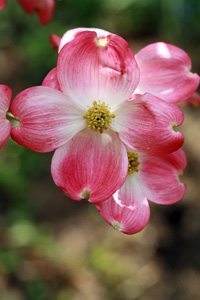 Cornus florida rubra 'Indian Princess' Pink Dogwood