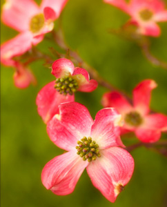 Cornus florida rubra 'Indian Princess' Pink Dogwood