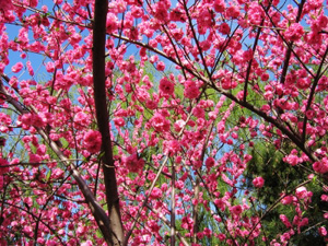 Double Red Flowering Peach Tree