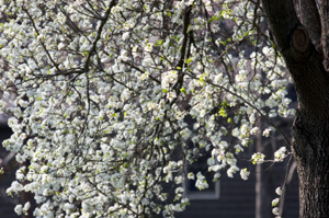 Bradford Flowering Pear Tree