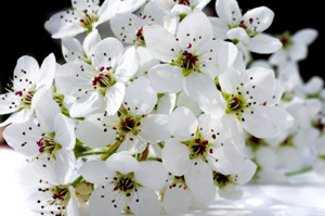 Bradford Flowering Pear Tree