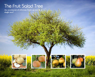3-in-1 Pear Tree