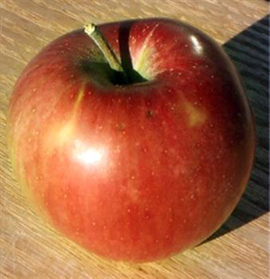 Northern Spy Apple Tree