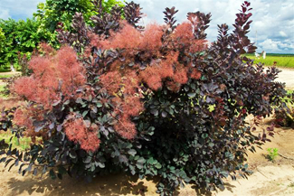 Cooke's Purple Smoke Tree 