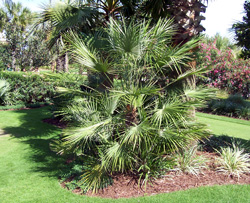 European Fan Palm Tree