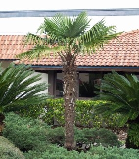 Windmill Palm Tree
