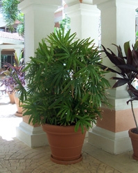 Lady Palm Tree
