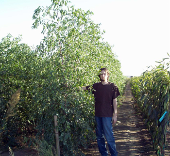 Sherwood Jujube Tree