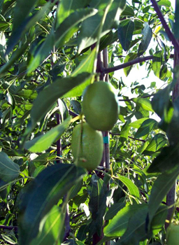 Sherwood Jujube Tree