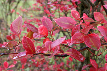 Reka Northern Highbush Blueberry Plant