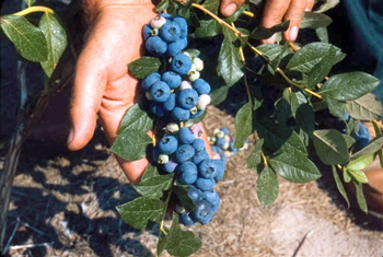 Patriot Northern Highbush Blueberry Plant