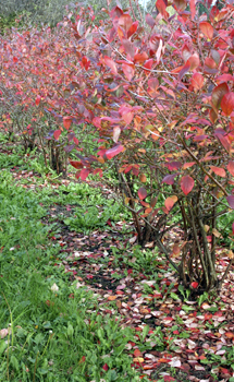 Patriot Northern Highbush Blueberry Plant