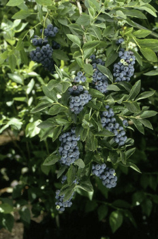 Hardyblue Northern Highbush Blueberry