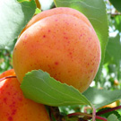 Garden Annie Dwarf Apricot Tree