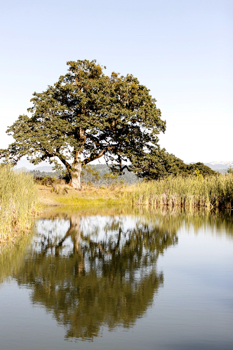 Water Oak Tree