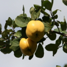 Smyrna Quince Tree Smyrna Quince Tree