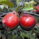 Red Rome Beauty Apple Tree Red Rome Beauty Apple Tree