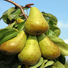 Bosc Pear Tree Bosc Pear Tree