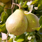Comice Pear Tree Comice Pear Tree