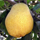 Improved Kieffer Pear Tree Improved Kieffer Pear Tree