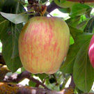Anna Apple Tree Anna Apple Tree