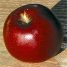 Arkansas Black Apple Tree Arkansas Black Apple Tree