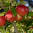 Braeburn Apple Tree Braeburn Apple Tree
