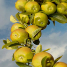 Dorsett Golden Apple Tree Dorsett Golden Apple Tree