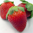 Chandler Strawberry Plant