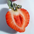 Sequoia Strawberry Plant