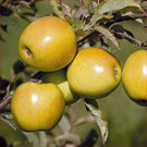 Ein Shemer Apple Tree Ein Shemer Apple Tree