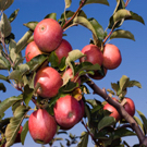Fuji Apple Tree Fuji Apple Tree